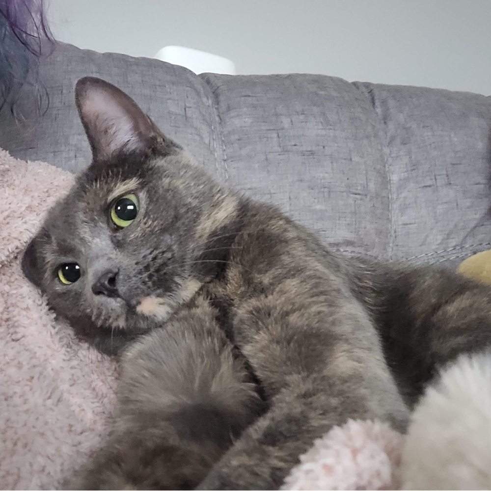 Meet your Posher, cozywinterfall